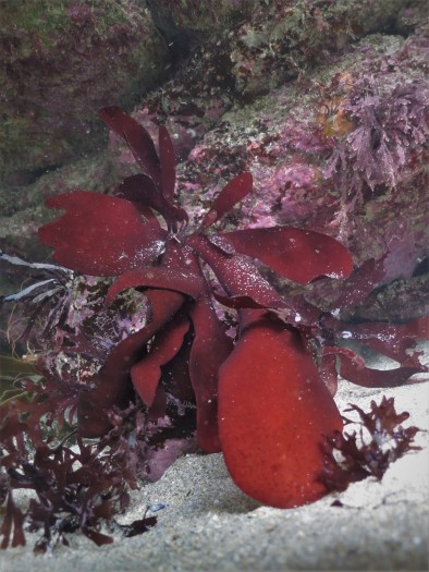 Red Rags (Dilsea carnosa)