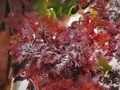 Rounded Fern Weed (Osmundea truncata)